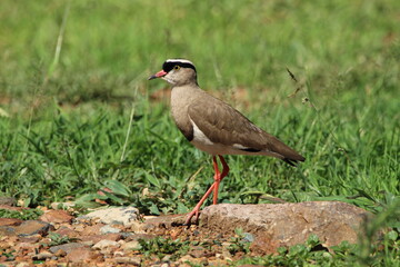 Lapwing plover standing on the ground.