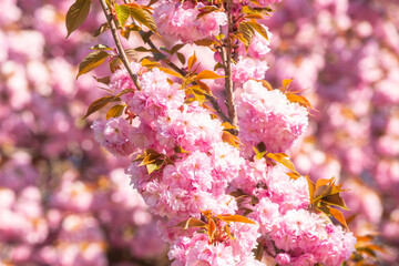 Fototapeta premium Spring flowers. Sakura Festival. Cherry Blossom Trees. Sakura spring flowers background.