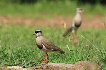 Lapwing plover standing on the ground.