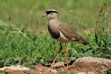 Lapwing plover standing on the ground.