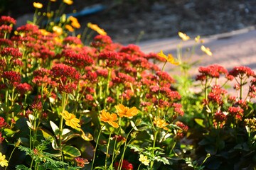 red and yellow flowers