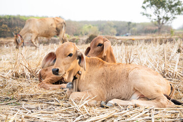 Two calf, he was playing in the summer meadow with its mother grazing nearby.