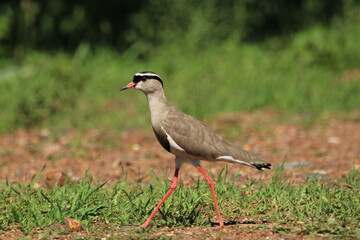 Lapwing plover standing on the ground.