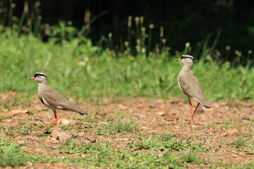 Crowned Lapwing Plover standing on the ground.