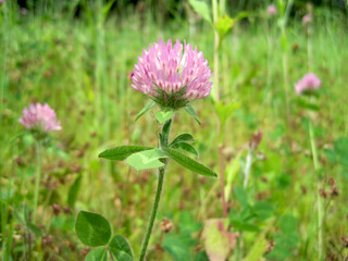 Red clover blossoms in a spring field