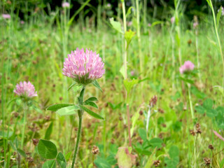 Red clover blossoms in a spring field