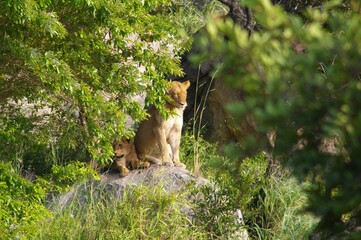 Lion mom and cub