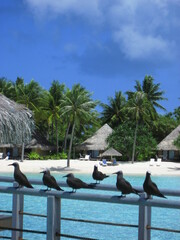 Beautiful day in island of Borabora Tahiti , starting from a great breakfast to awesome sunset on the beach.