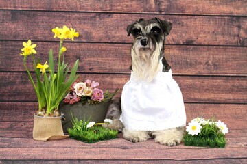 dog with flowers spring miniature schnauzer 