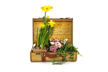 daffodils in a basket isolated on white background