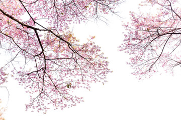 Blossom of Wild Himalayan Cherry (Prunus cerasoides) or Giant tiger flower
