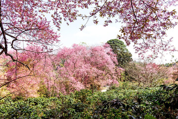 Naklejka premium Blossom of Wild Himalayan Cherry (Prunus cerasoides) or Giant tiger flower