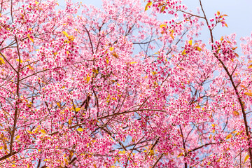 Obraz na płótnie Canvas Blossom of Wild Himalayan Cherry (Prunus cerasoides) or Giant tiger flower