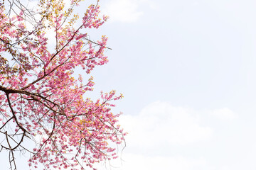 Blossom of Wild Himalayan Cherry (Prunus cerasoides) or Giant tiger flower