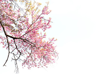 Fototapeta premium Blossom of Wild Himalayan Cherry (Prunus cerasoides) or Giant tiger flower