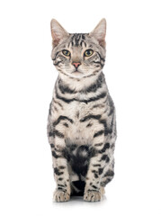 bengal kitten in studio