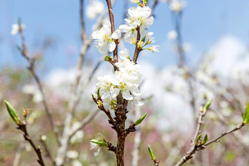 Beautiful white blooming peach tree in early spring
