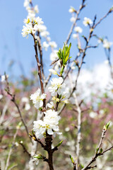 Beautiful white blooming peach tree in early spring