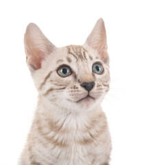 Fototapeta premium bengal kitten in studio