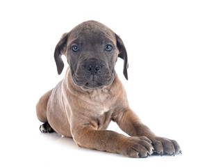 Obraz premium puppy cane corso