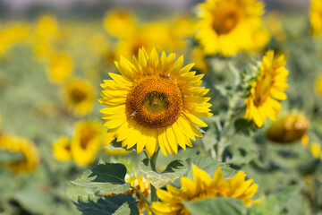 Beautiful sunflowers in spring field and the plant of sunflower is wideness plant in travel location.