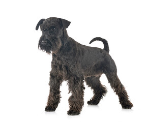 miniature schnauzer in studio