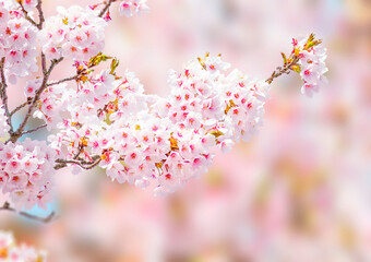 Spring background material of cherry tree in full bloom 1635