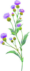 Flowers and leaves. Vector persian cornflower