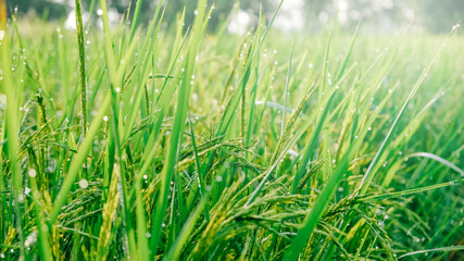 Rice plants and green grains at farm in the morning atmosphere. Beautiful morning in farm and fog for background texture.