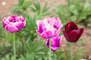 Colorful tulip flowers grow in a garden, close-up photo