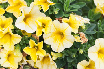 Obraz na płótnie Canvas Calibrachoa decorative yellow flowers, close up