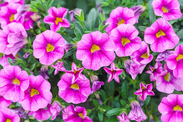 Fototapeta na wymiar Calibrachoa decorative pink flowers