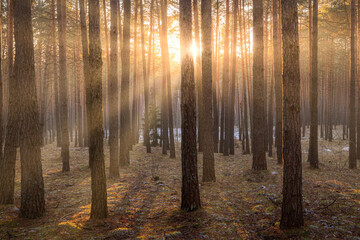 Sunrise in the spring pine forest with last snow. Sunbeams shining through the haze between pine...