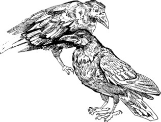 vector realistic  ravens line art doodle. Crow sketch element for design, print, notebook. Hand drawn animal collection. isolated graphic white background. set birds hand drawn ink pen illustration 
