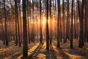 Sunrise in the spring pine forest with last snow. Sunbeams shining through the haze between pine...