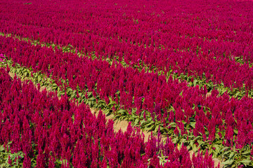 Fototapeta premium Beautiful Colorful red or pink Cockscomb Celosia flowers pattern farm blooming in garden of nature background in thailand