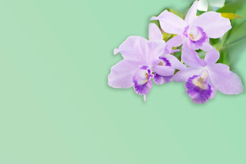 Purple orchid on green background
