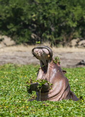 Hippo in a river full of water hyacinth invasive plant with mouth open in Mana Pools National Park, Zimbabwe