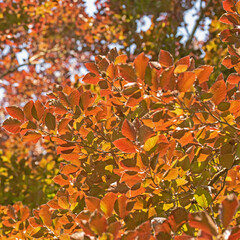 Blutbuche, Fagus sylvatica, im Frühsommer