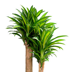 tree plant on a white background, tree decoration isolated.