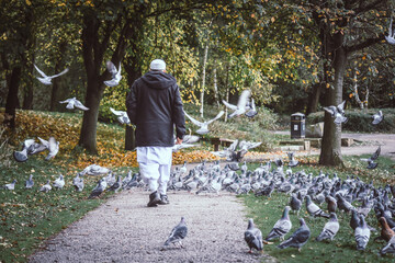 Fototapeta premium The old Muslim man is walking into the pigeons group, Moses Gate Country Park, Bolton, England.