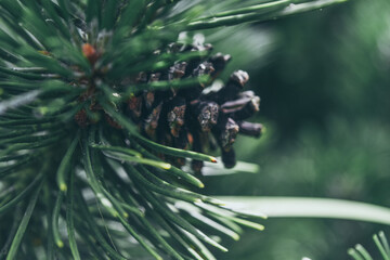 Close up pine cone on the tree with blur background, select focus, england, uk