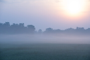 Sunrise on a very foggy morning in a cornfield.