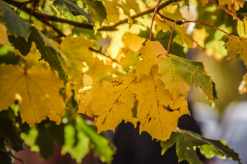 Close up colourful maple leaves in warm autumn, Moses Gate Country Park, Bloton, England.