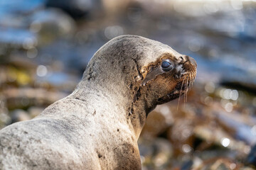 Naklejka premium Southern Sealion (Otaria flavescens)