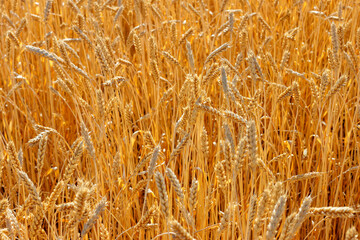 Close up view of golden yellow wheat ears on farmland field in sunny summer weather