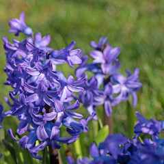 Blau blühende Hyazinthen, Hyacinthus, im Garten