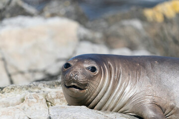 The Elephant Seal (Mirounga leonina)
