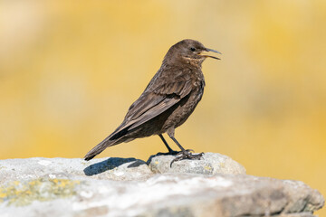 The Black Cinclodes or Tussock-bird (Cinclodes antarcticus)