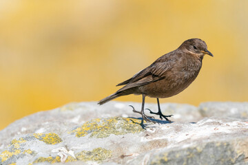 The Black Cinclodes or Tussock-bird (Cinclodes antarcticus)